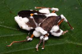hongos entomopatógenos