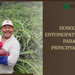 hongos entomopatológicos trujillo