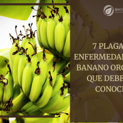 plagas y enfermedades del banano orgánico
