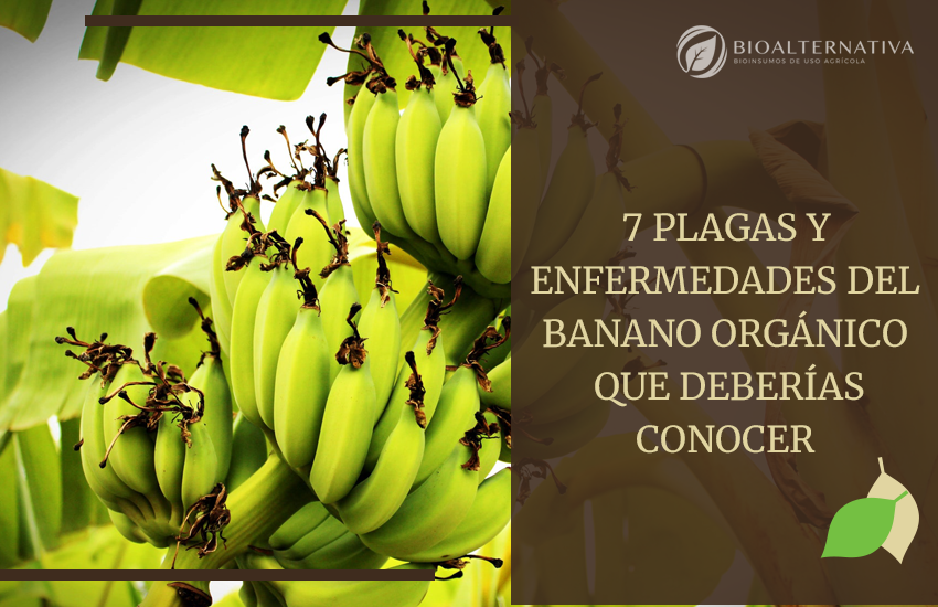 plagas y enfermedades del banano orgánico