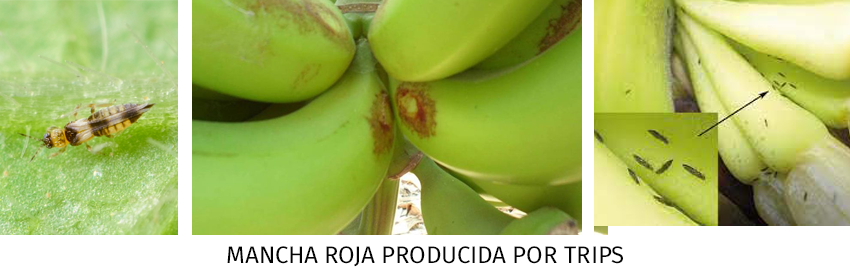 plagas y enfermedades del banano orgánico