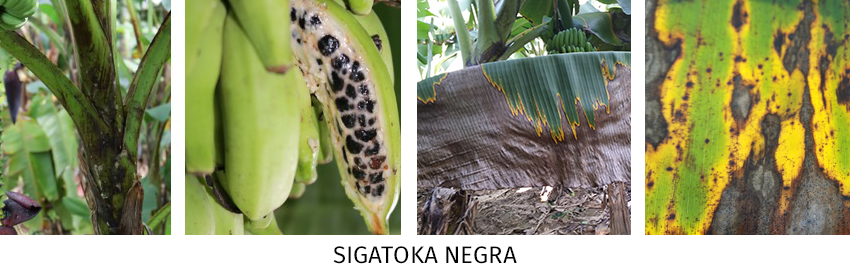 plagas y enfermedades del banano orgánico