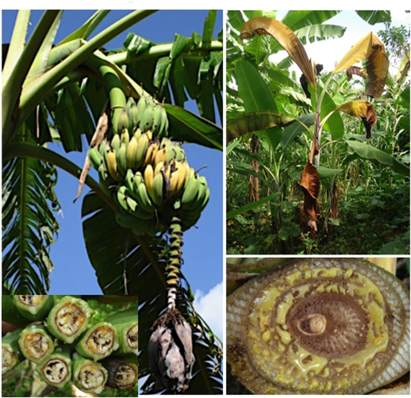plagas y enfermedades del banano orgánico